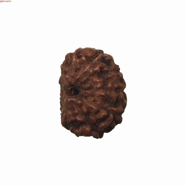 12 mukhi rudraksha